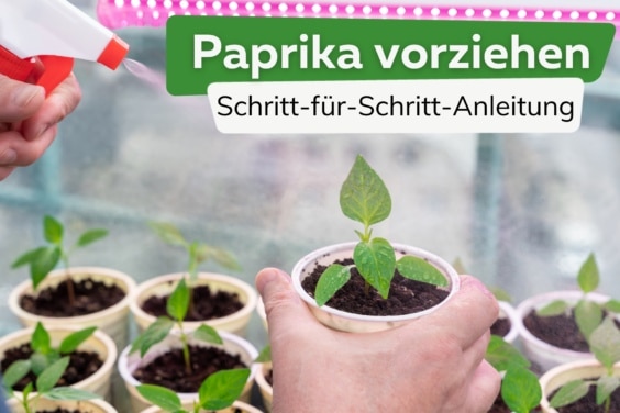 Paprika vorziehen