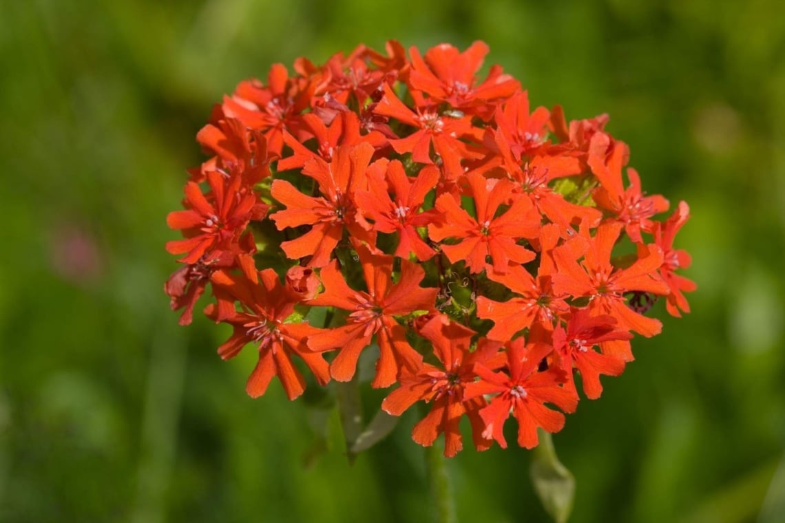 Pechnelke (Lychnis viscaria)