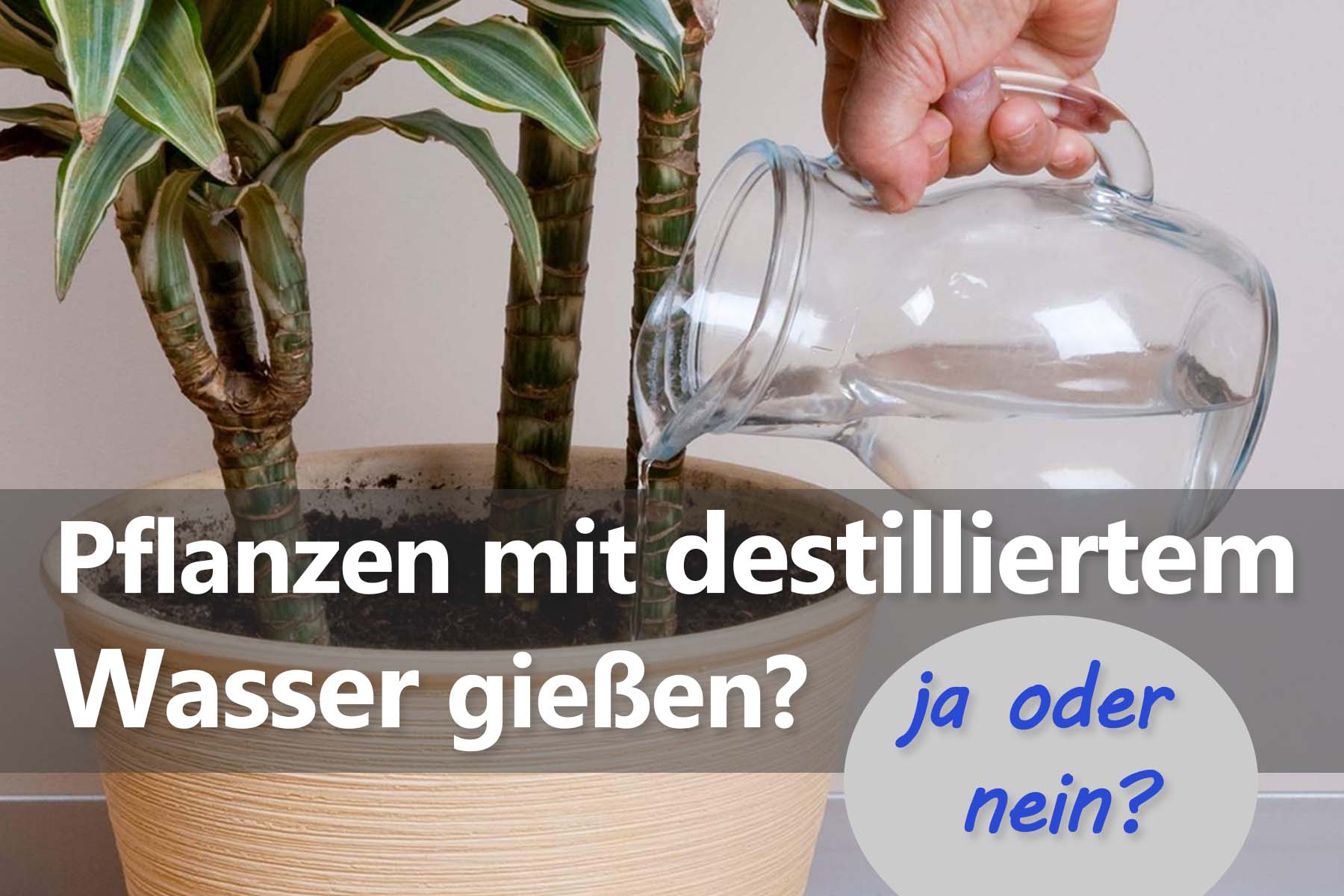 Pflanzen mit destilliertem Wasser gießen