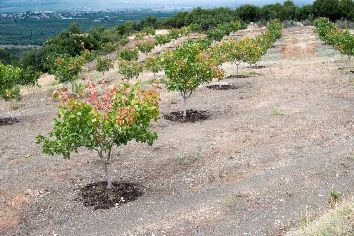 Pistazien Plantage Griechenland