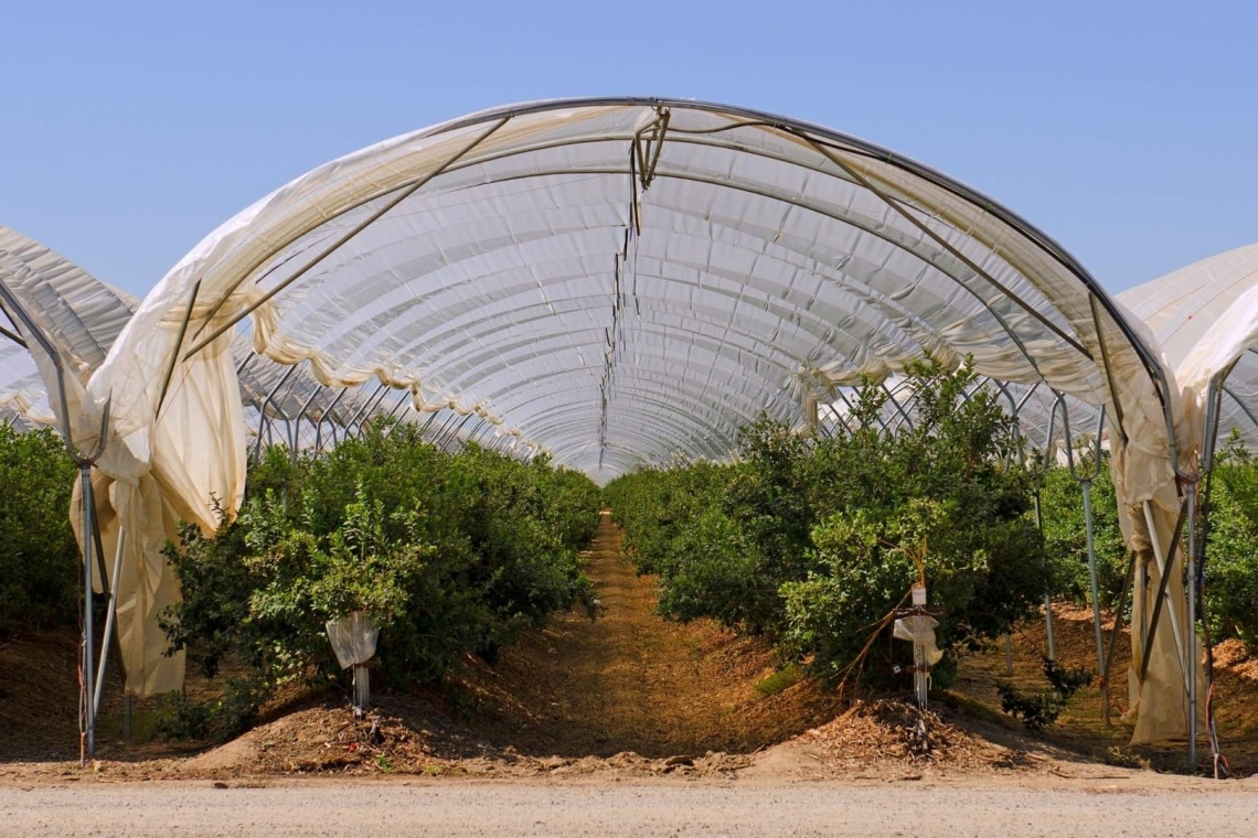 Pistazien Plantage in Kalifornien