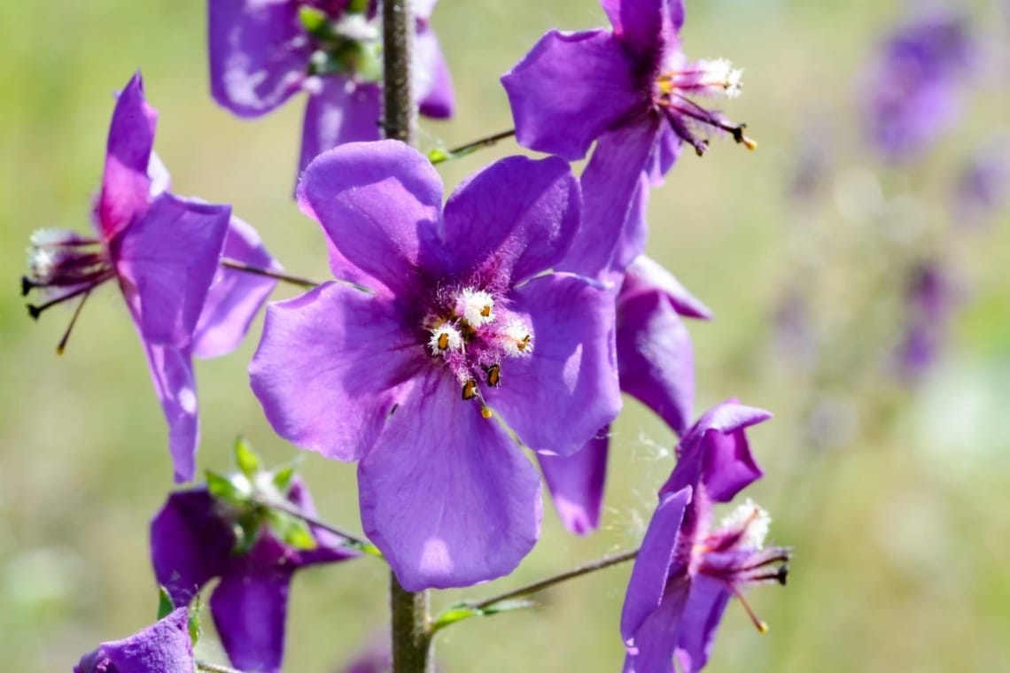 Purpur Königskerze (Verbascum phoeniceum)