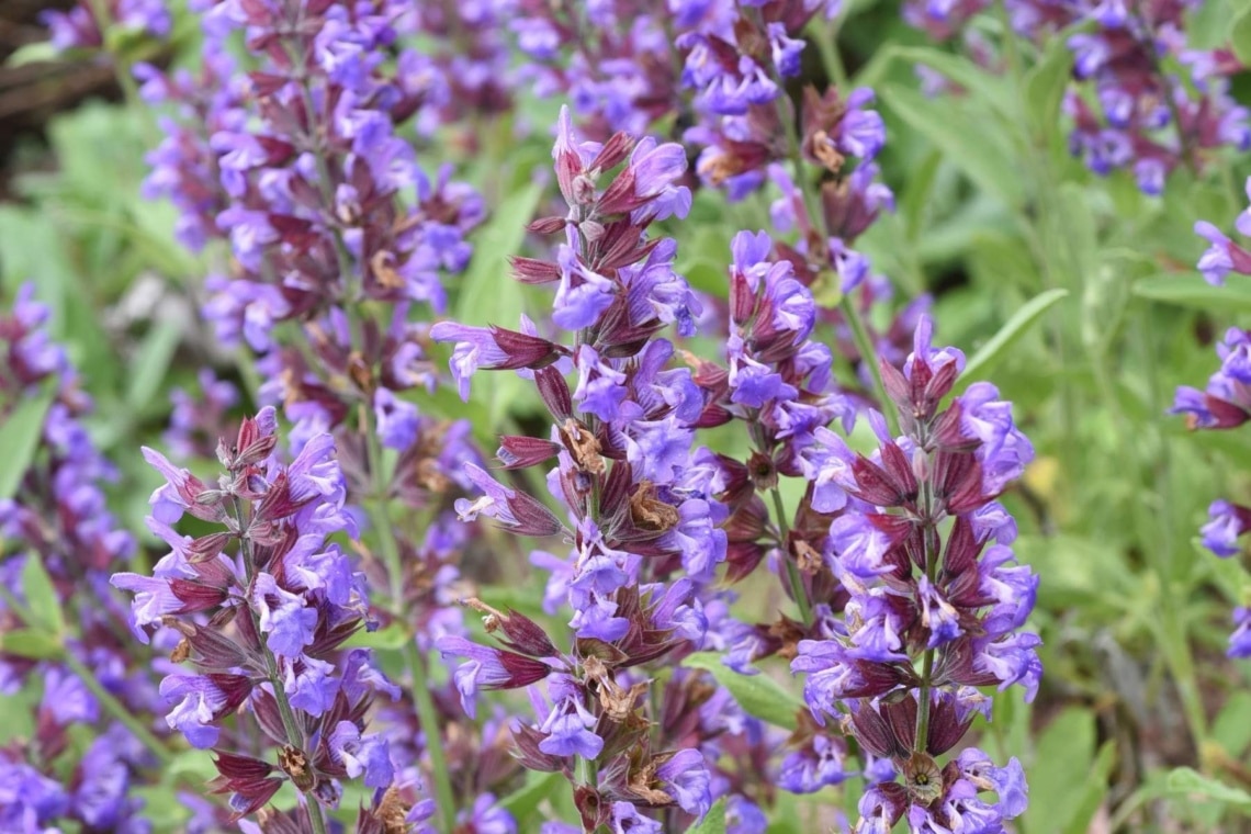 Quirlblütiger Salbei (Salvia verticillata)