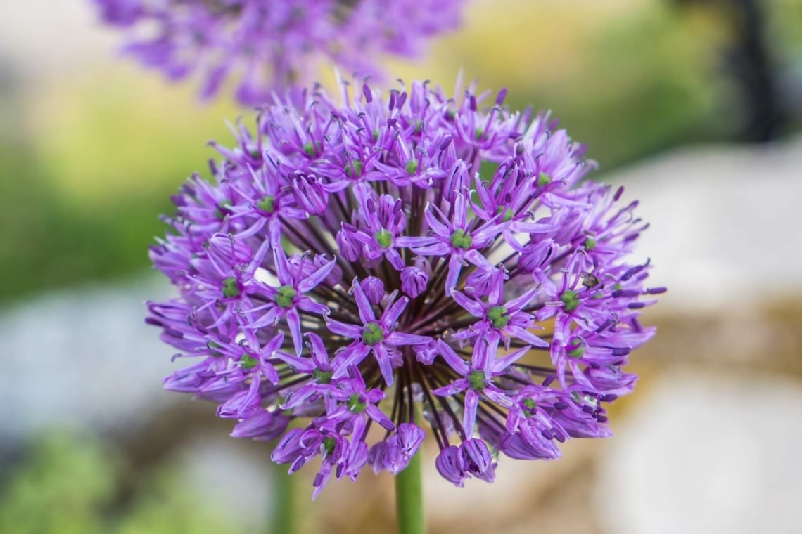 Riesen-Lauch (Allium giganteum)