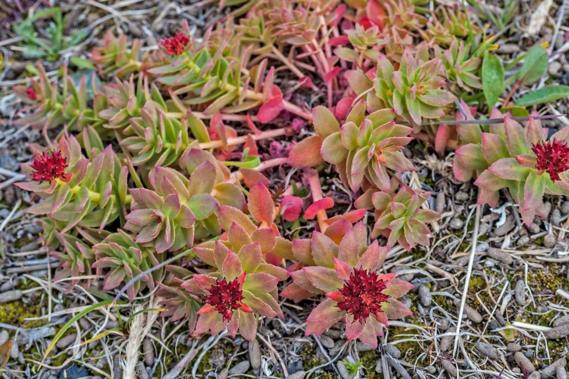 Rosenwurz (Sedum rosea)