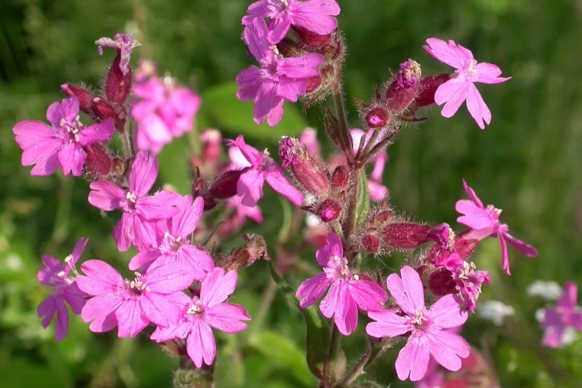 Rote Lichtnelke (Silene dioica)