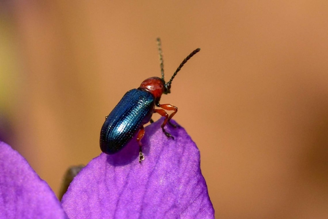 Rothalsiges Getreidehähnchen (Oulema melanopus)