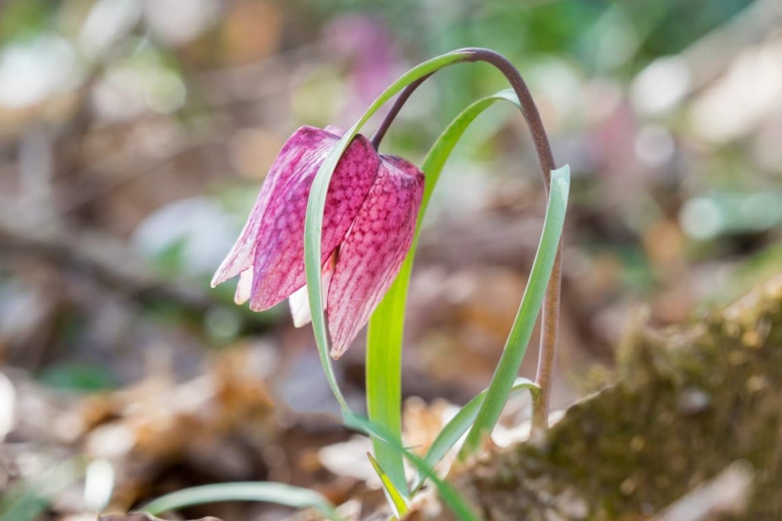 Schachblume (Fritillaria meleagris)