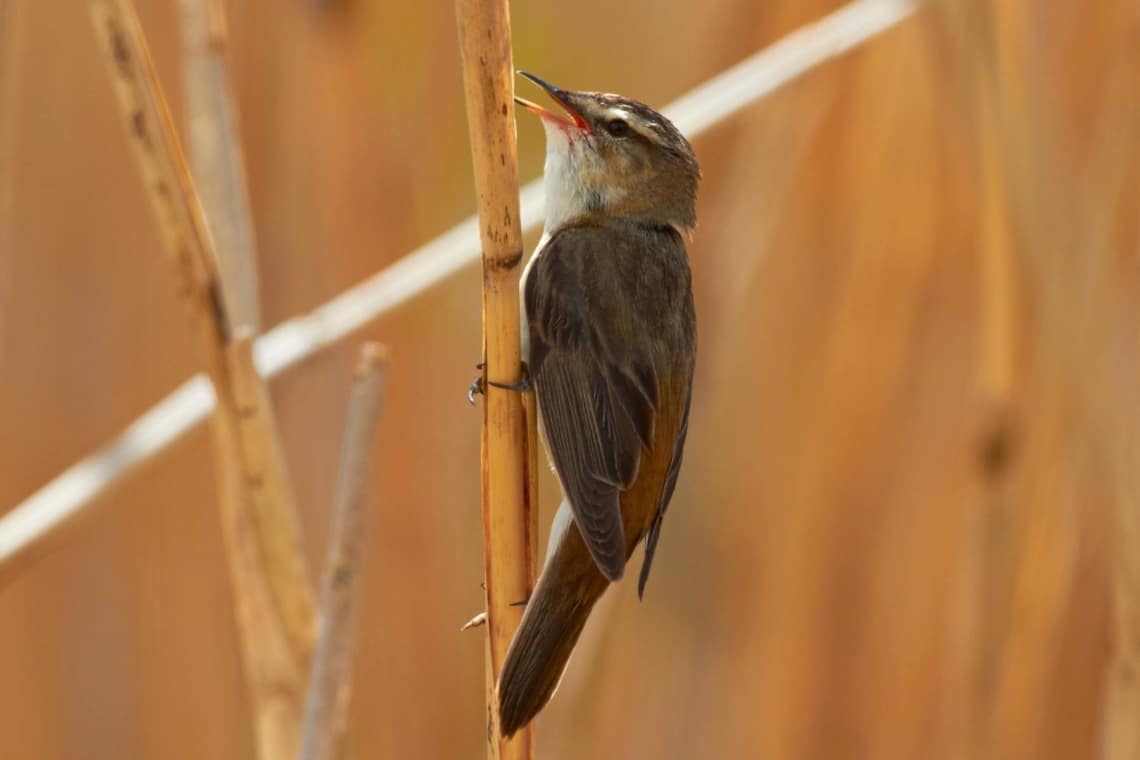 Schilfrohrsänger (Acrocephalus schoenobaenus)