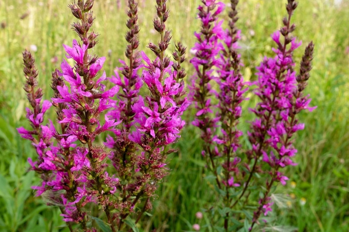 Schmalblättriges Weidenröschen (Epilobium angustifolium)