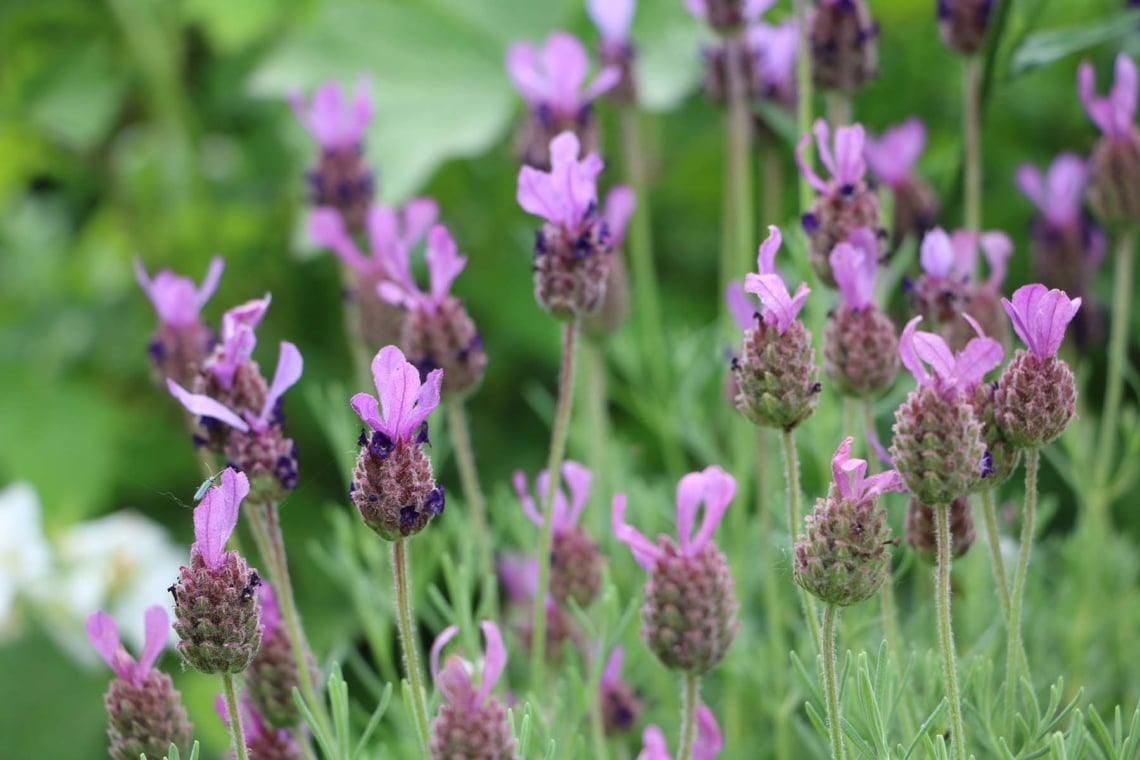 Schopf-Lavendel (Lavandula stoechas)