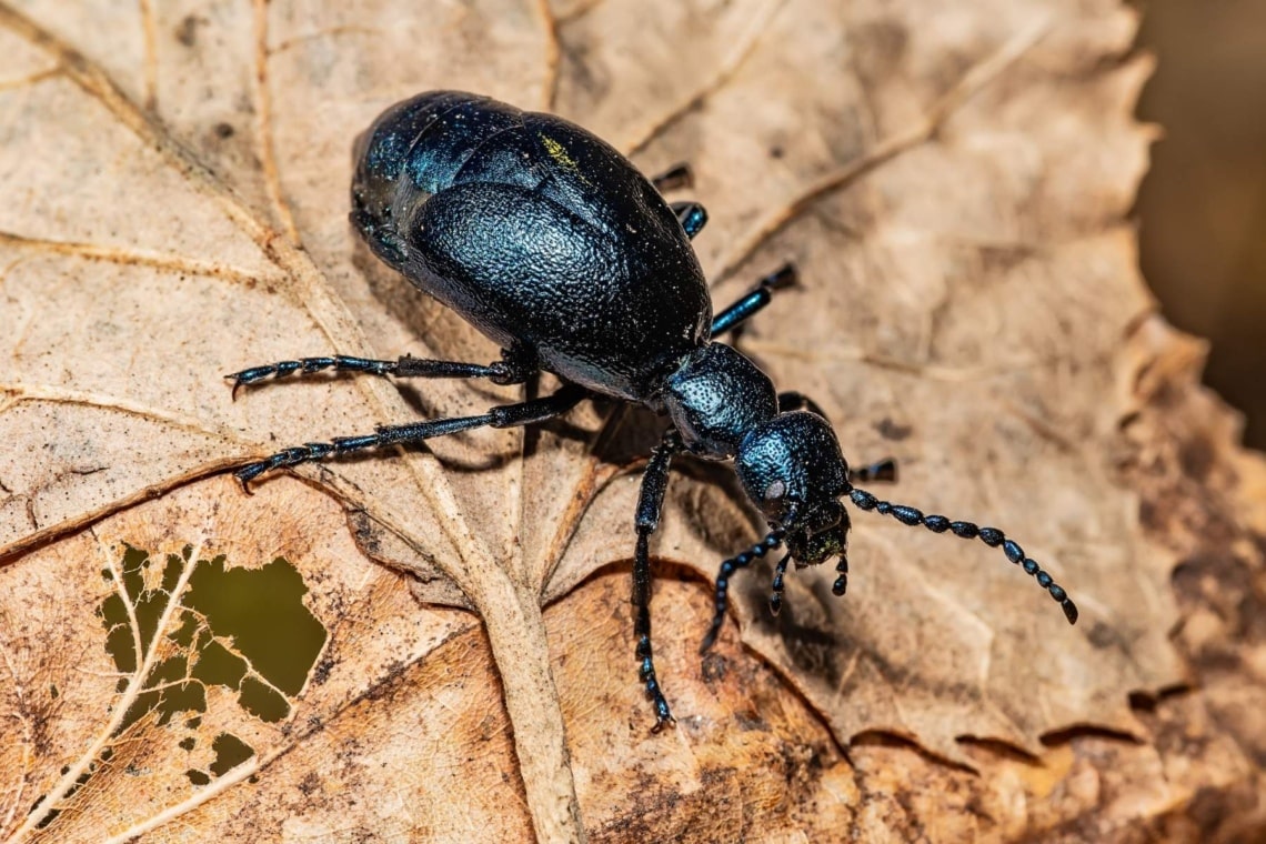 Schwarzblauer Ölkäfer (Meloe proscarabaeus)