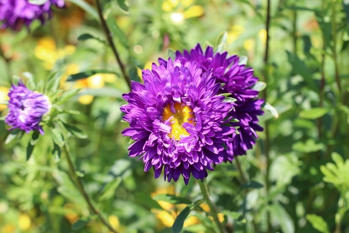 Sommer-Aster (Aster amellus)