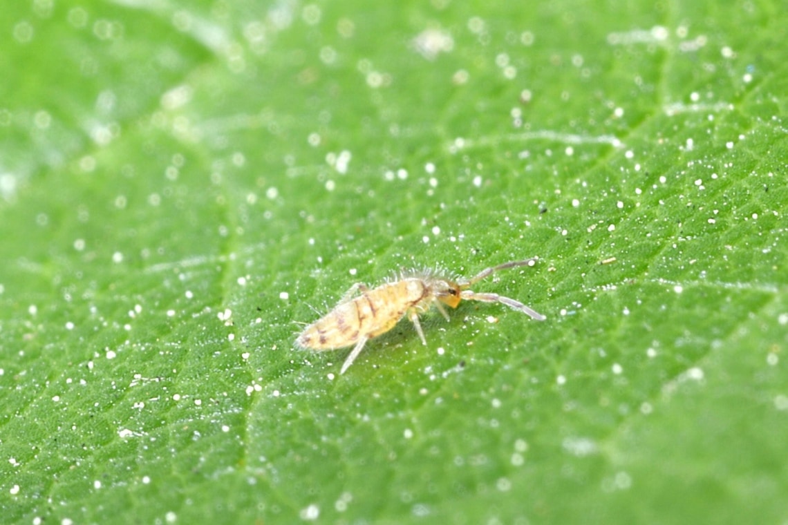 Springschwanz (Collembola)