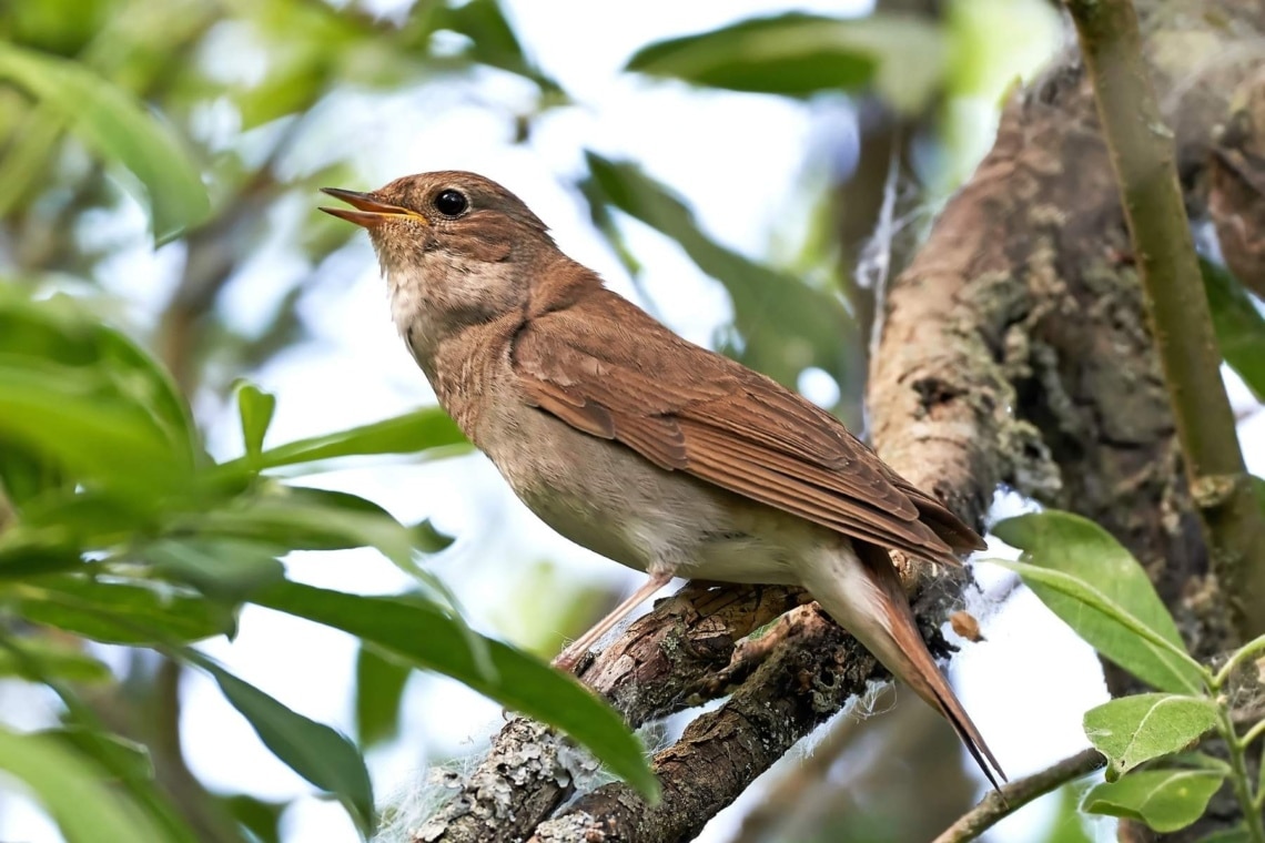 Sprosser (Luscinia luscinia)