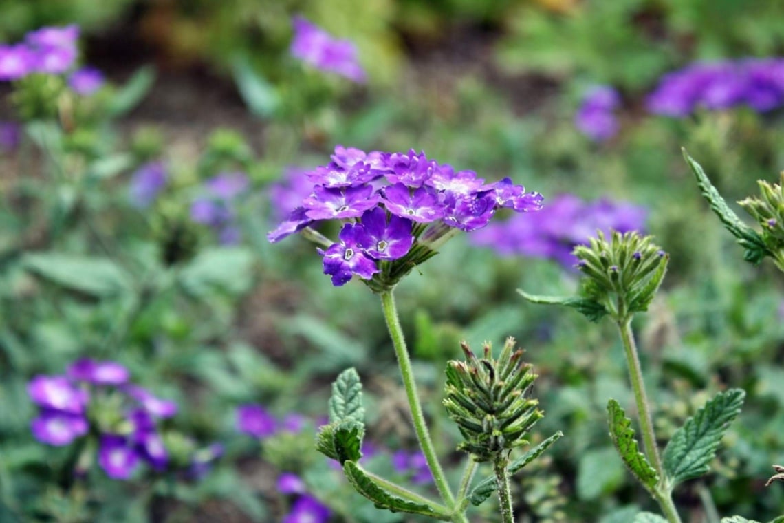 Steifes Eisenkraut (Verbena rigida)