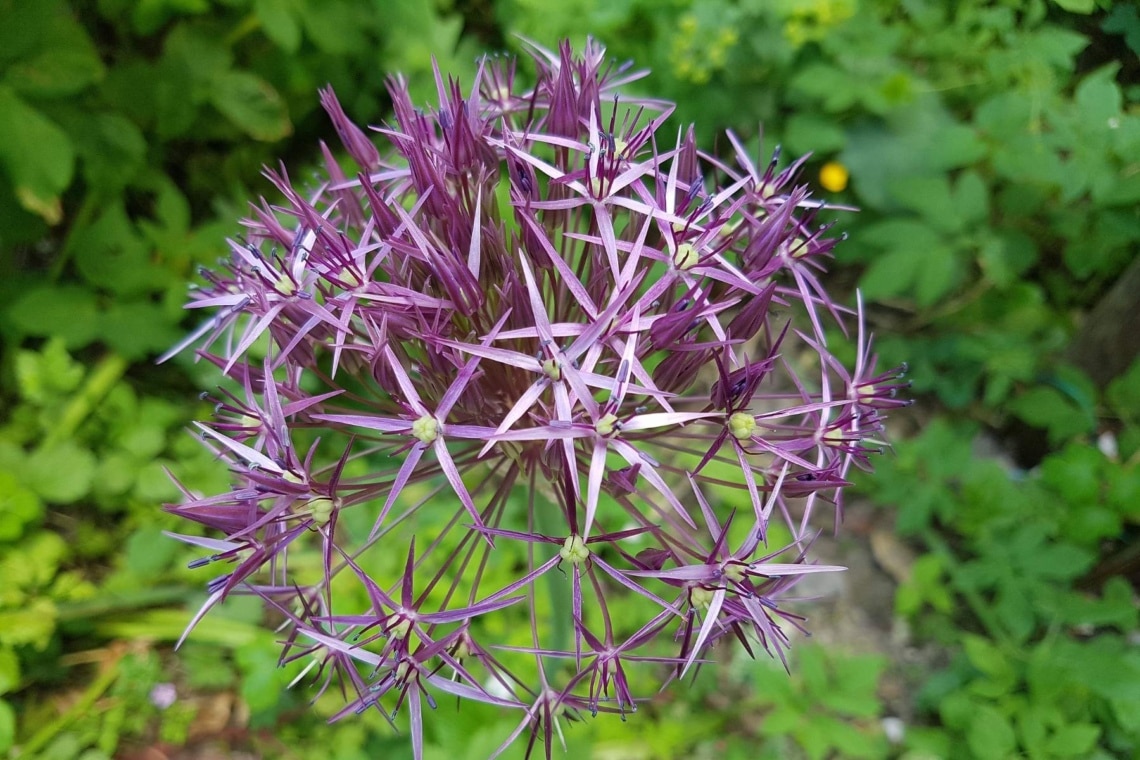 Sternkugel Lauch (Allium christophii)