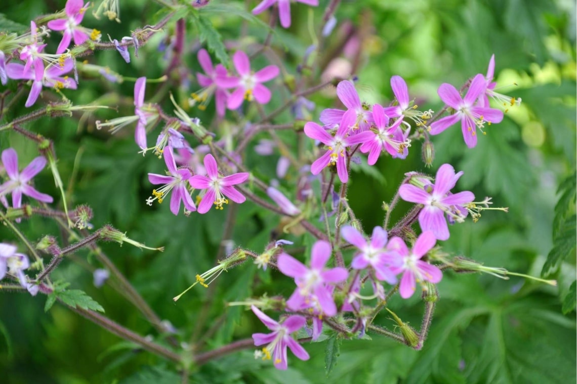 Stinkender Storchschnabel (Geranium robertianum)