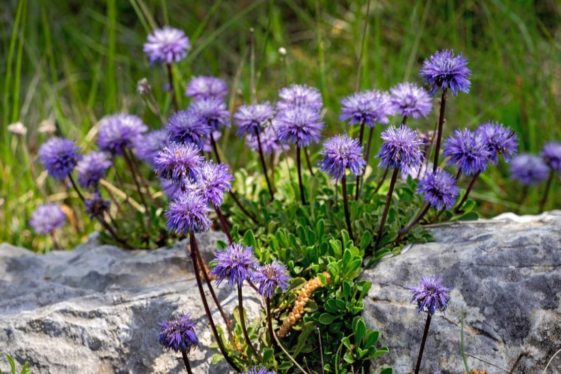 Tauben-Skabiose (Scabiosa columbaria)