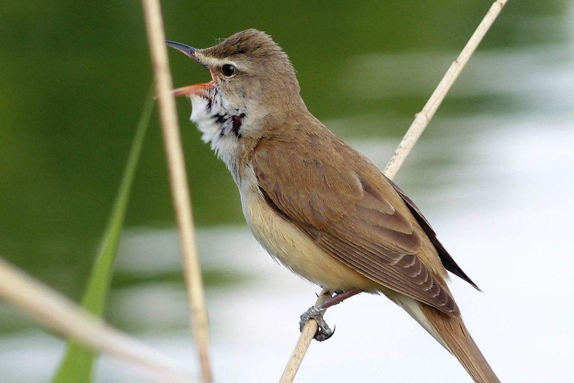 Teichrohrsänger (Acrocephalus scirpaceus)