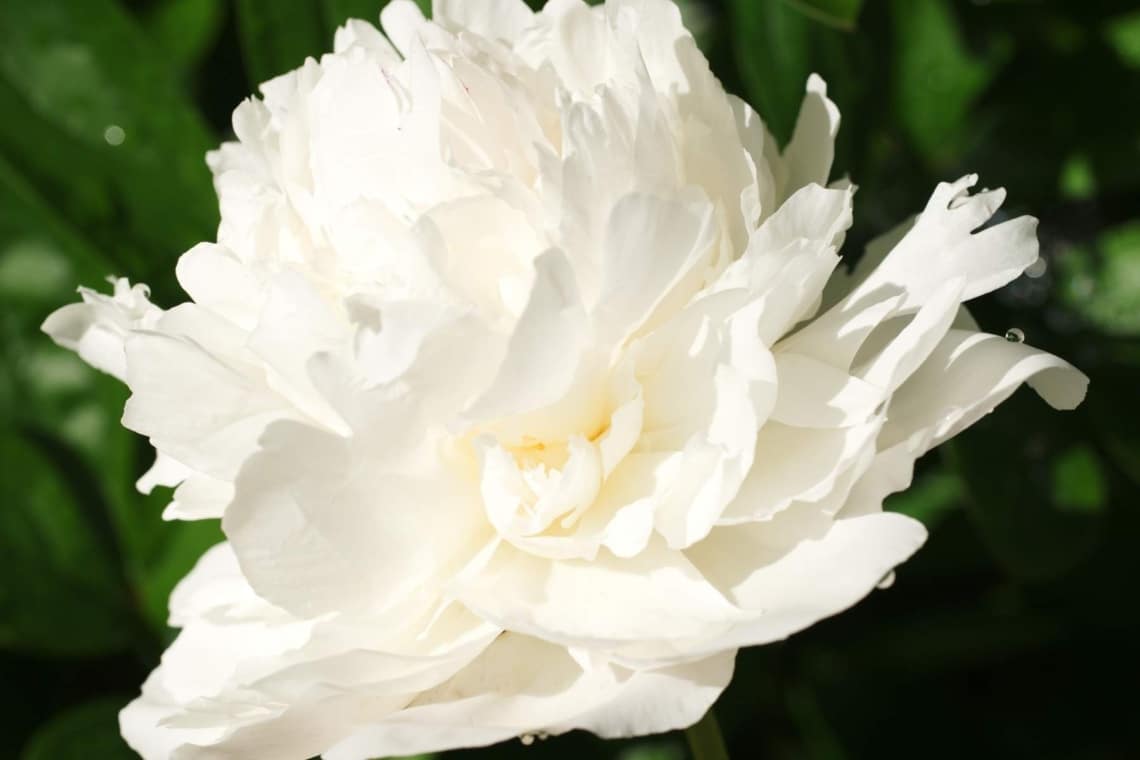 Topfrose (Paeonia lactiflora)