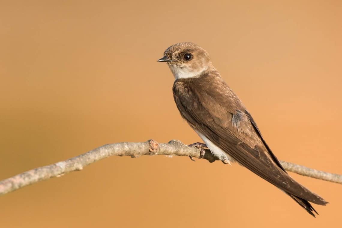 Uferschwalbe (Riparia riparia)