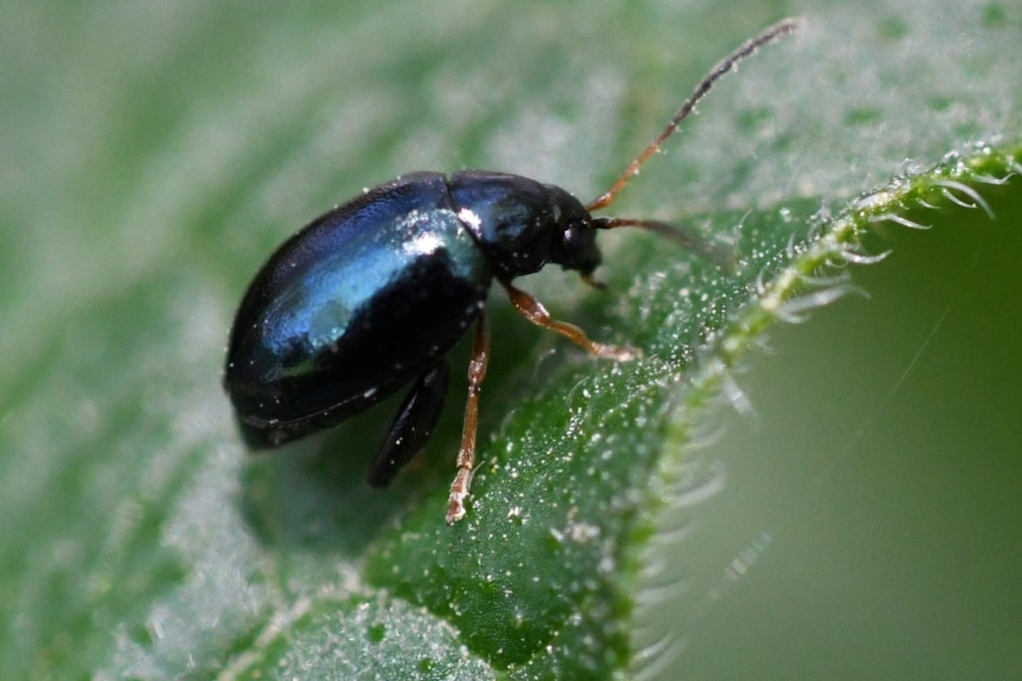 Unechter Kohlerdfloh (Altica oleracea)