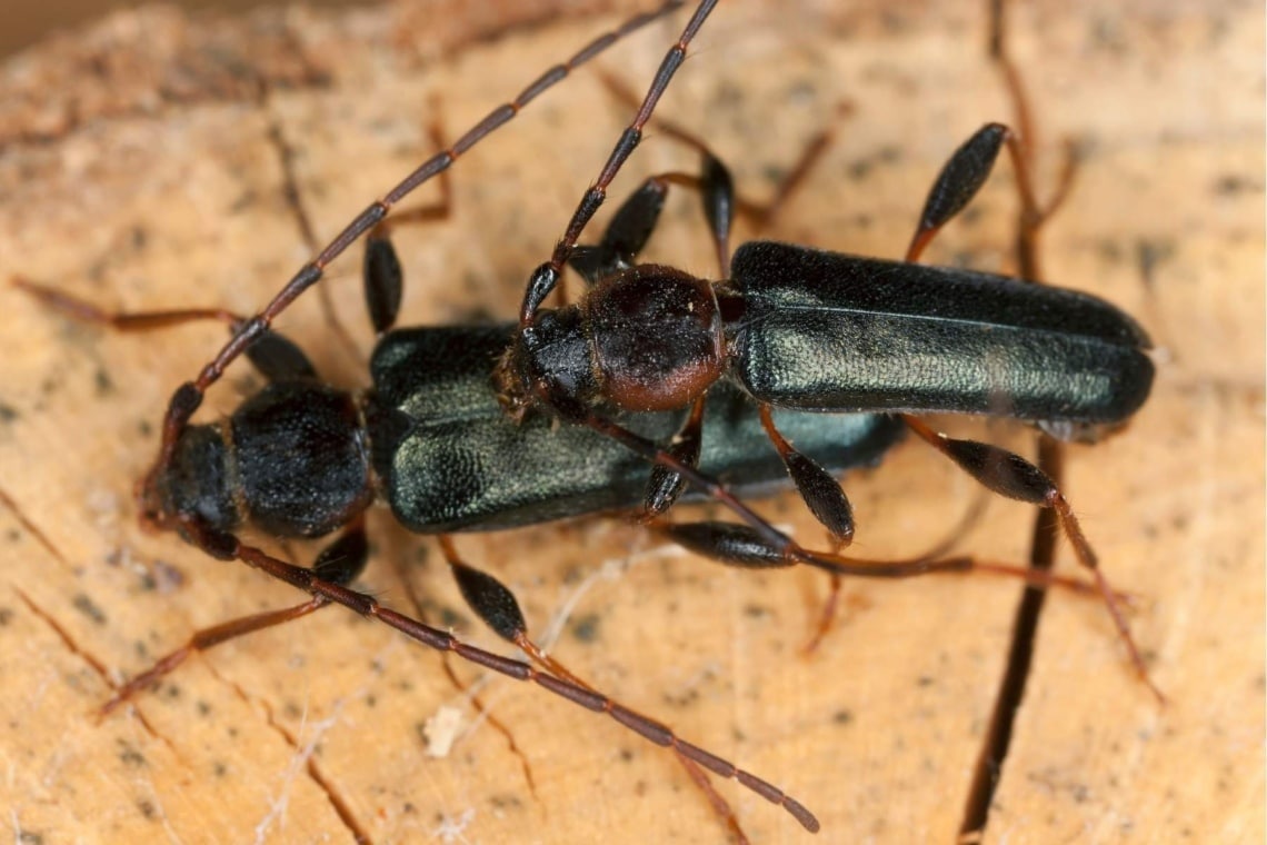 Variabler Schönbock (Phymatodes testaceus)