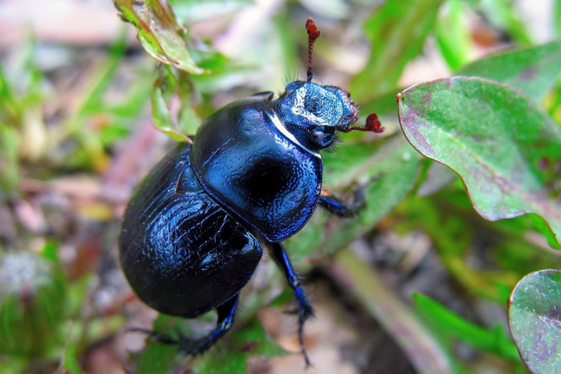 Waldmistkäfer (Anoplotrupes stercorosus)