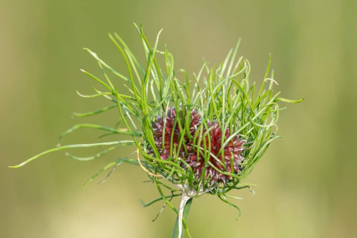 Weinberg-Lauch (Allium vineale)