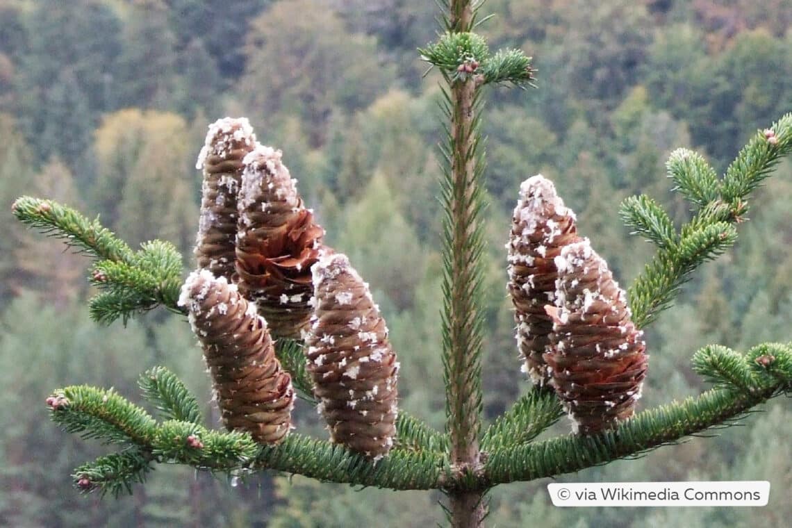 Zapfen der Weiß-Tanne (Abies alba)