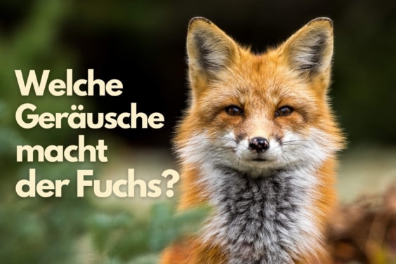 Fuchs