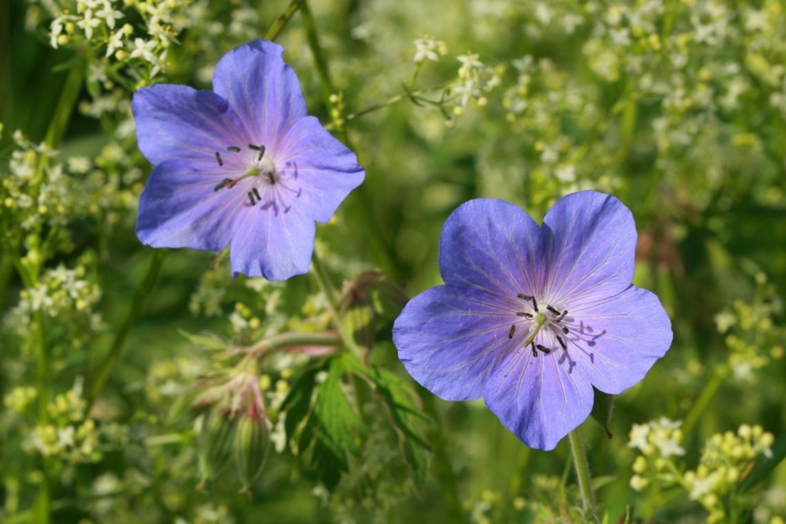 Wiesen-Storchschnabel (Geranium pratense)