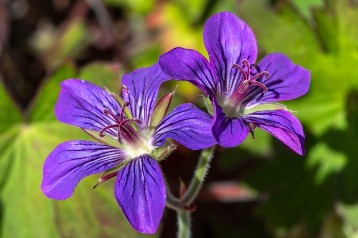 Wlassow Storchschnabel (Geranium wlassovianum)