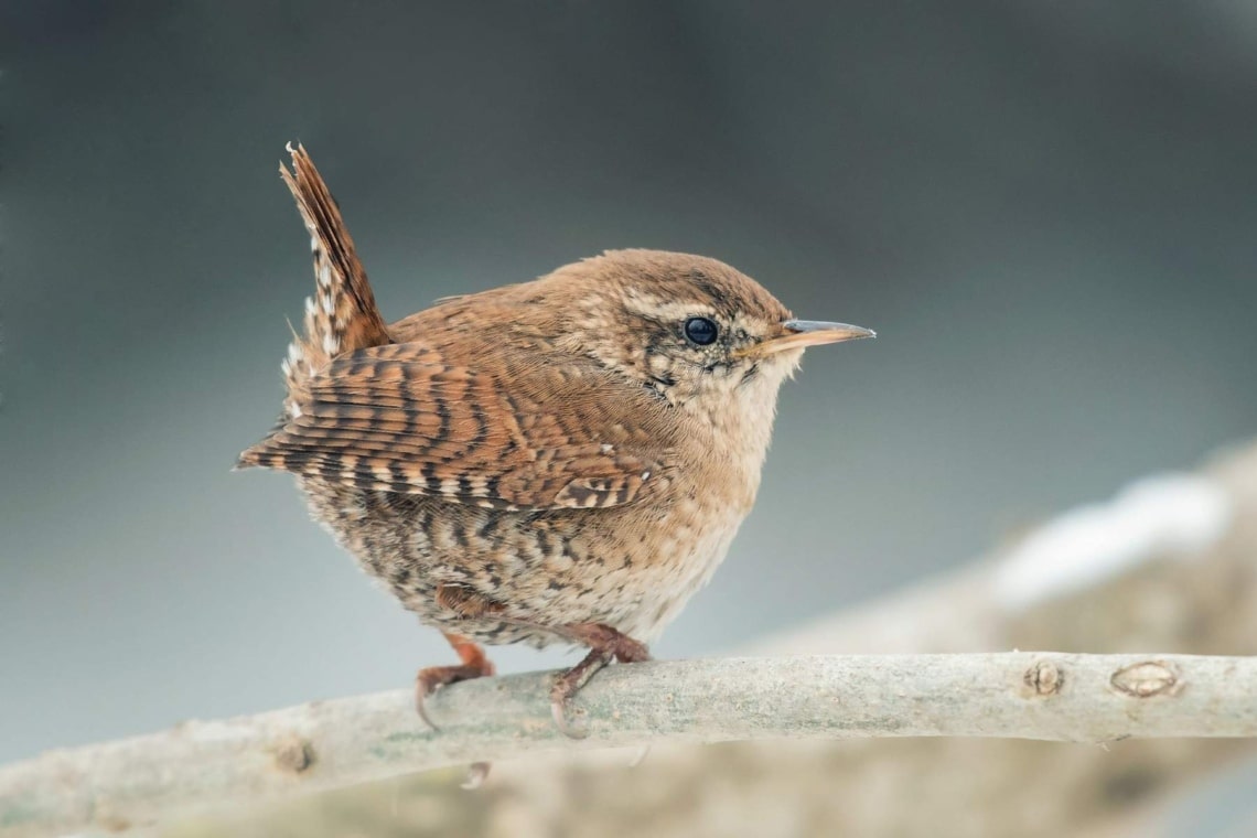 Zaunkönig (Troglodytes troglodytes)