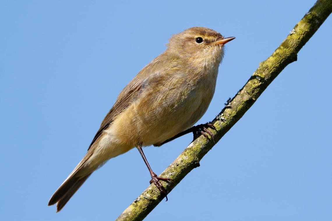 Zilpzalp (Phylloscopus collybita) 