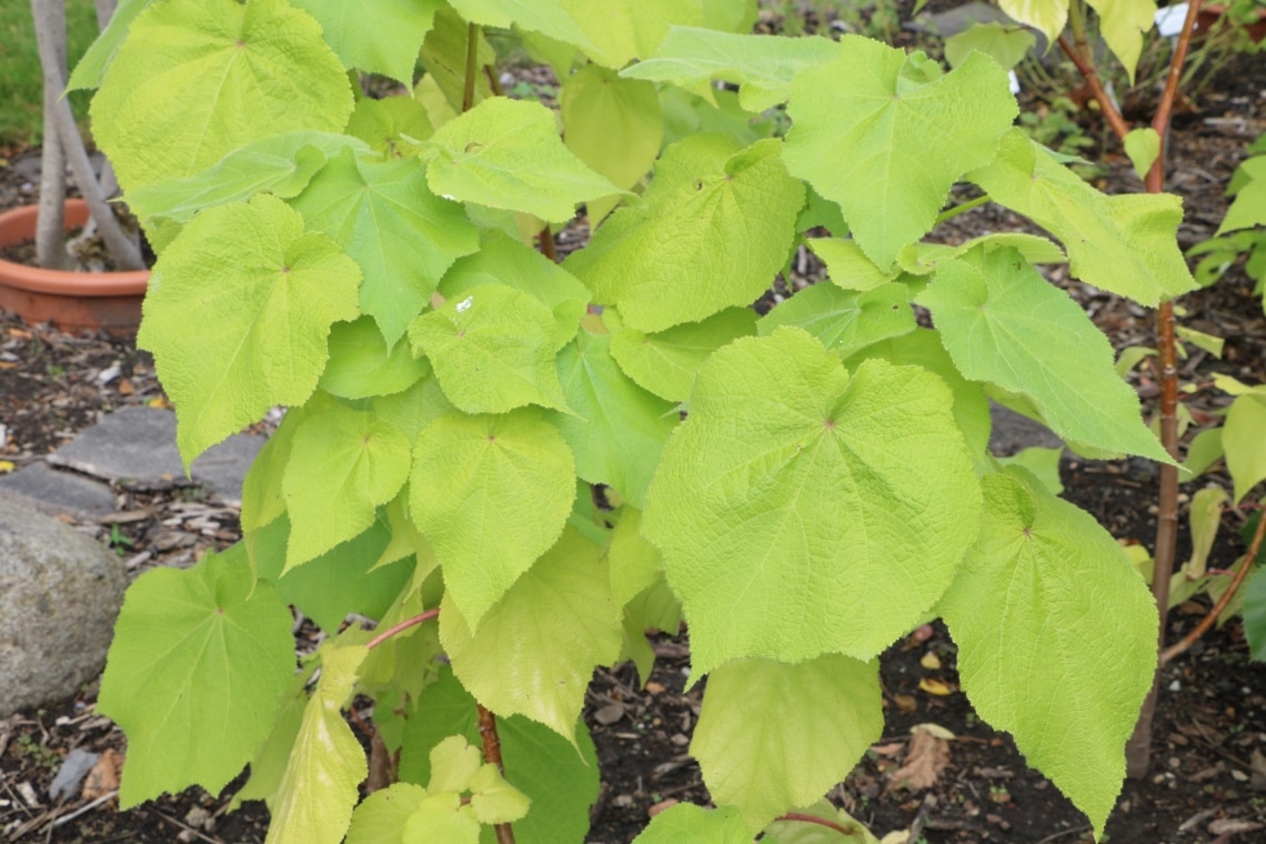 Zimmerlinde (Sparrmannia africana)