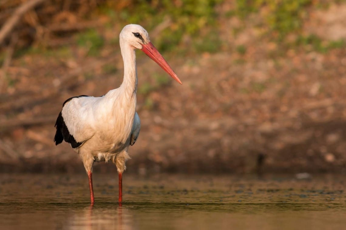 Weißstorch (Ciconia ciconia)