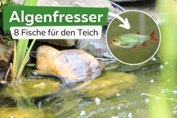 8 algenfressende Fische für den Teich | Algenfresser