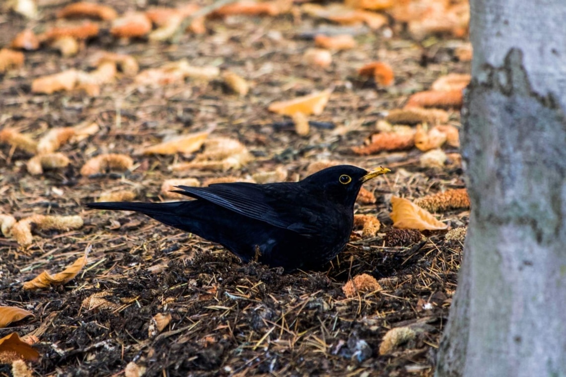 Amsel auf Nahrungssuche