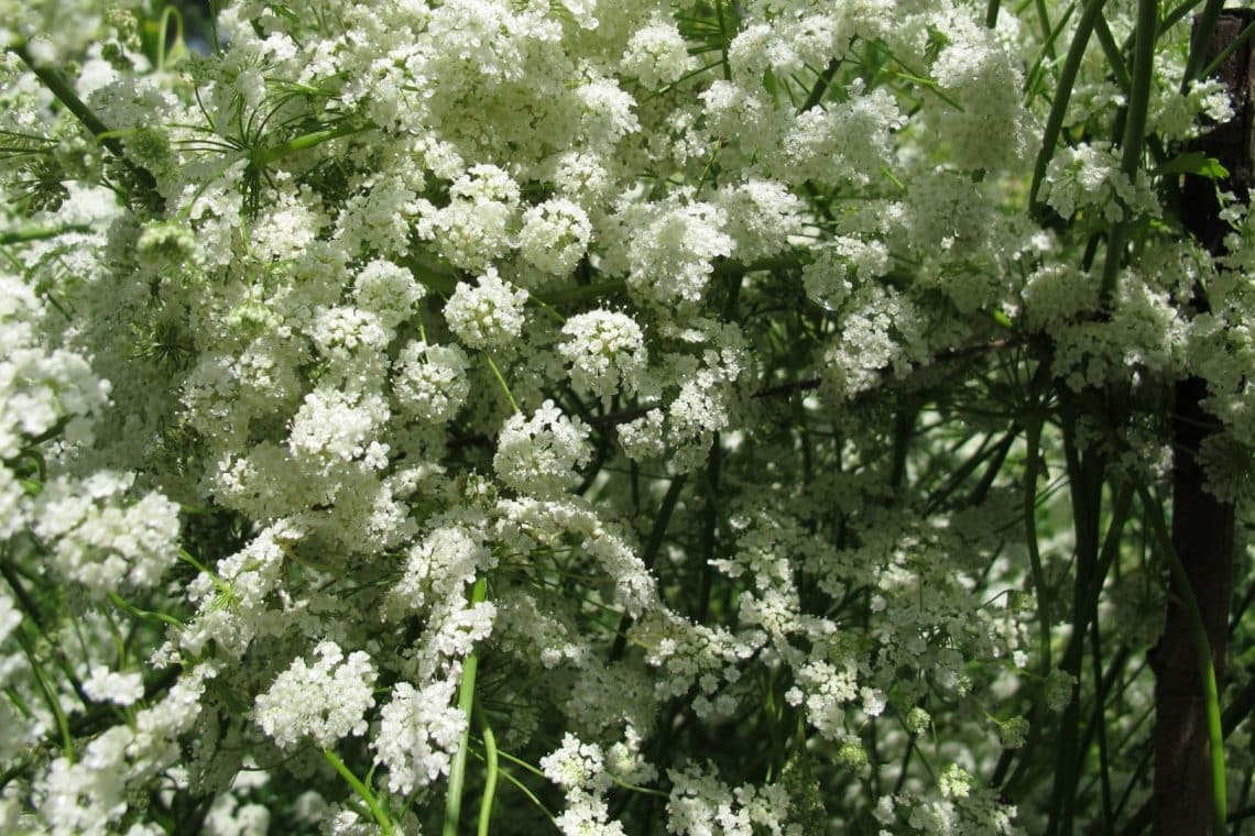 Anis (Pimpinella anisum)