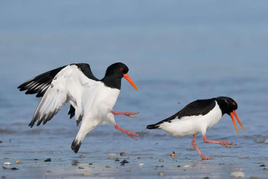 Austernfischer (Haematopus ostralegus)