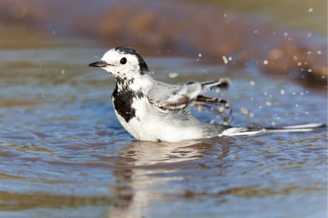 Bachstelze (Motacilla alba)