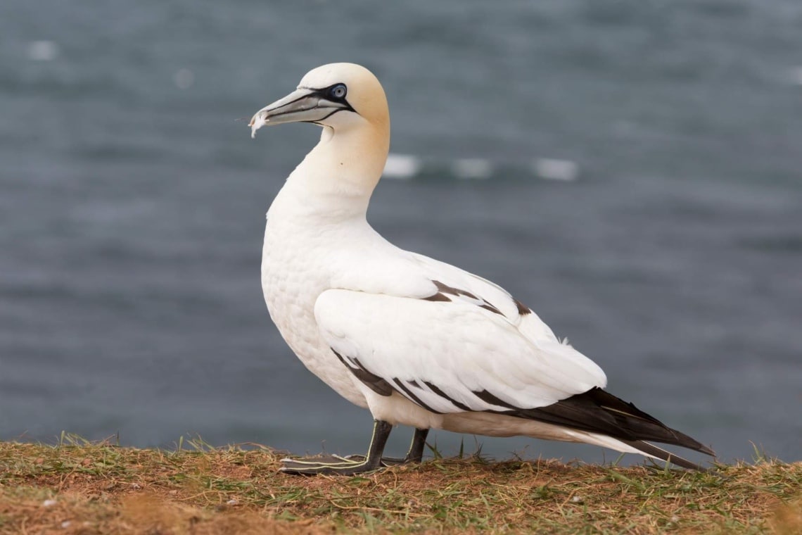 Basstölpel (Morus bassanus)