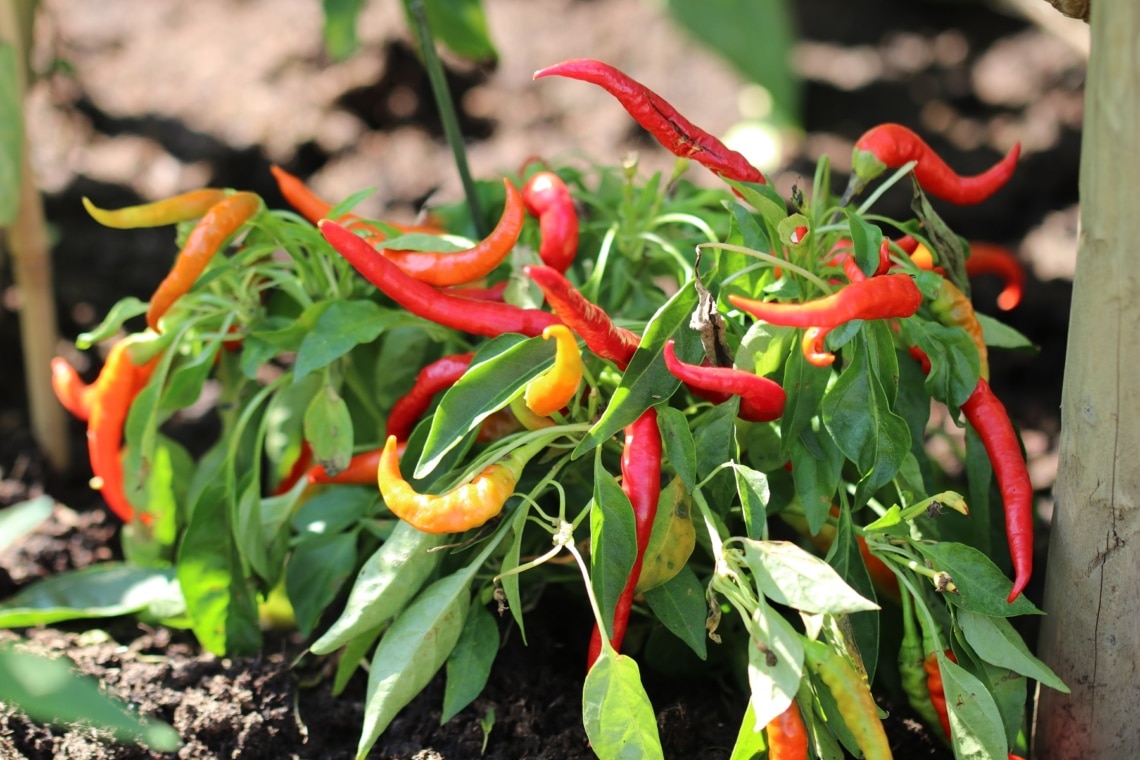 Chilipflanze im Chilischoten im Garten