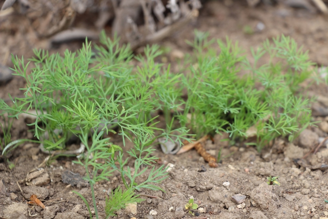 Dill (Anethum graveolens)