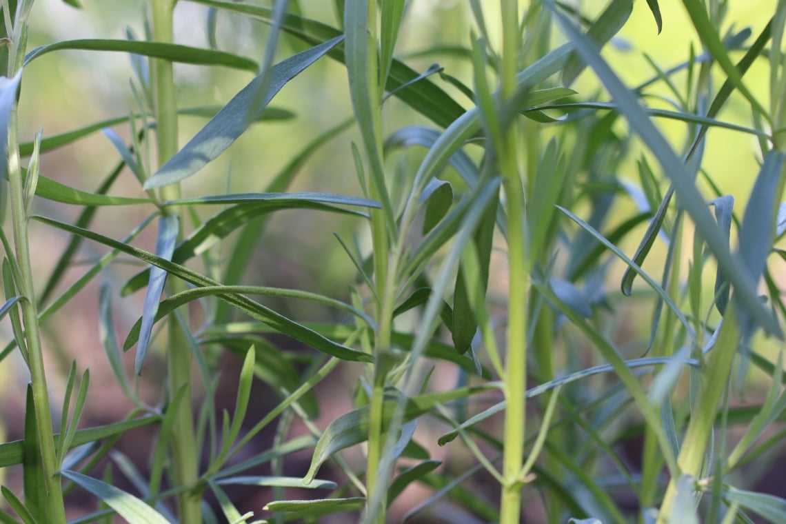 Estragon (Artemisia dracunculus)