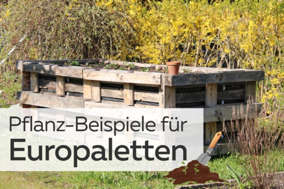 Europaletten bepflanzen