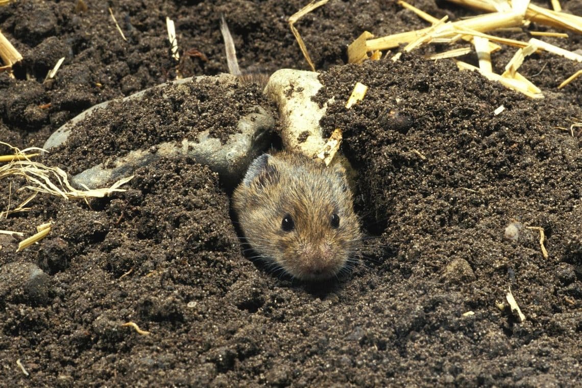 Feldmaus (Microtus arvalis) gräbt Loch im Garten