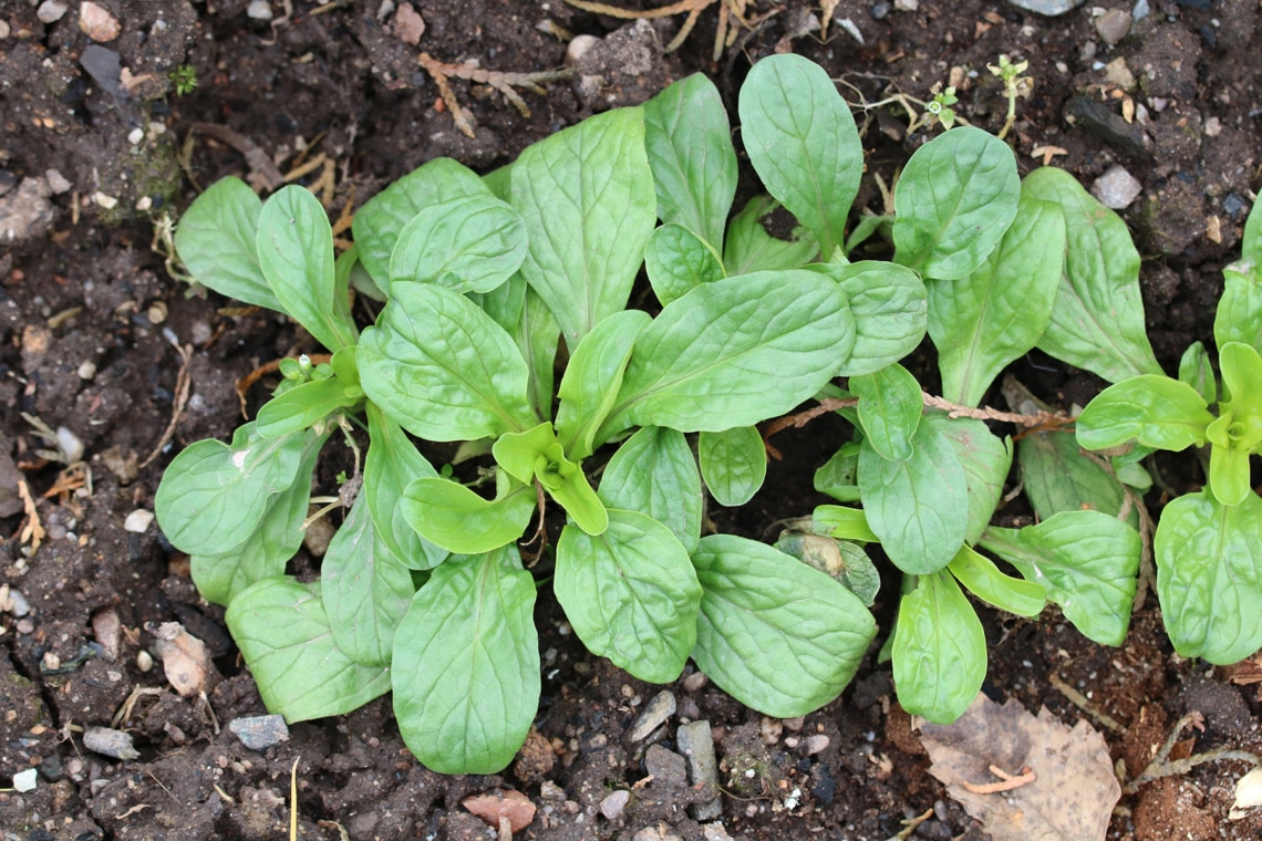 Feldsalat (Valerianella Locusta)